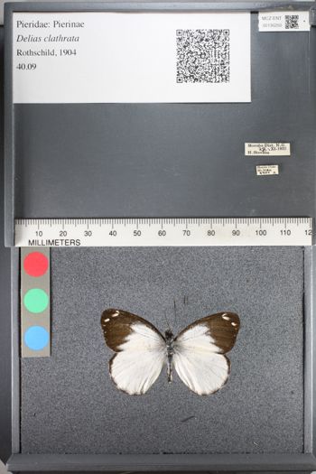 Media type: image;   Entomology 130250
